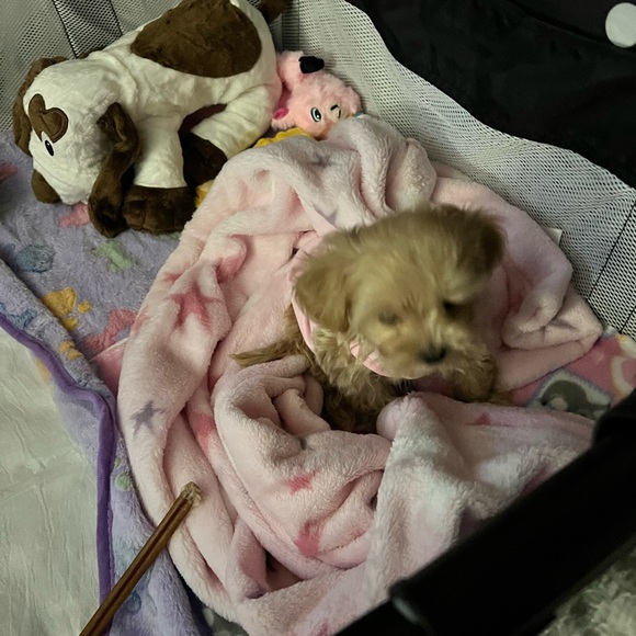 PRINCESS RAYNNE 💗💗💗 - Picture 10 of 17